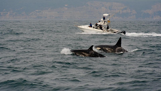  Two whales swimming in the sea 